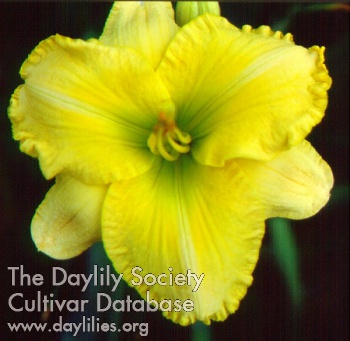 Daylily Irish Morning
